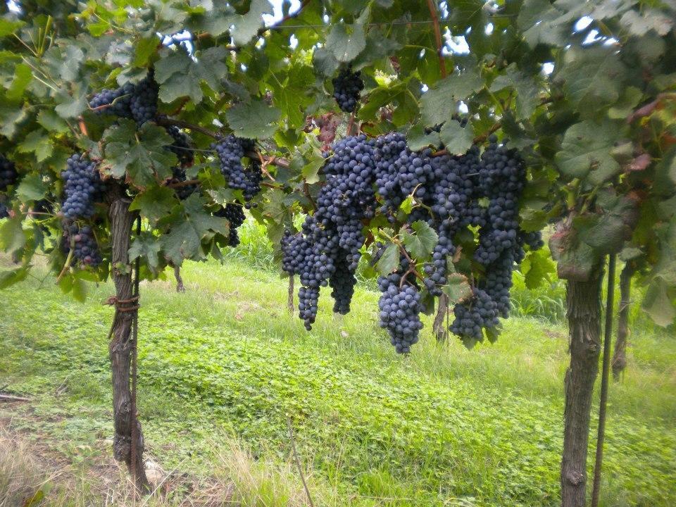 Agriturismo Mazzeracca Bassano del Grappa Exterior foto